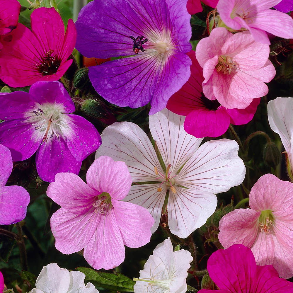 YouGarden Geranium Collection Bare Root 5 Pack Image 2