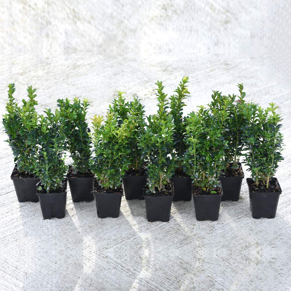 Thompson and Morgan Buxus Sempervirens Plant Pot 9cm 5 Pack Image 2