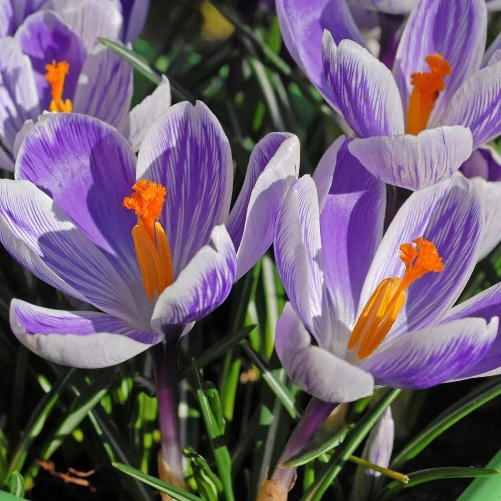 Thompson and Morgan Crocus Dutch Striped Planting Bulb 40 Pack Image 3