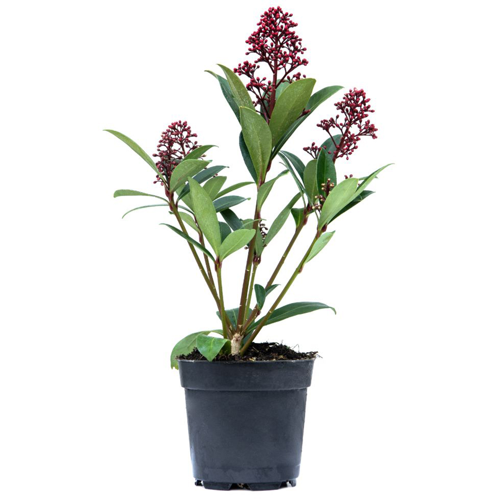 Thompson and Morgan Skimmia Japonica Rubella Plant Pot 9cm Image 6