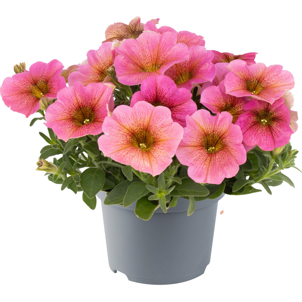 Petunia Raintastic Plant Image 7
