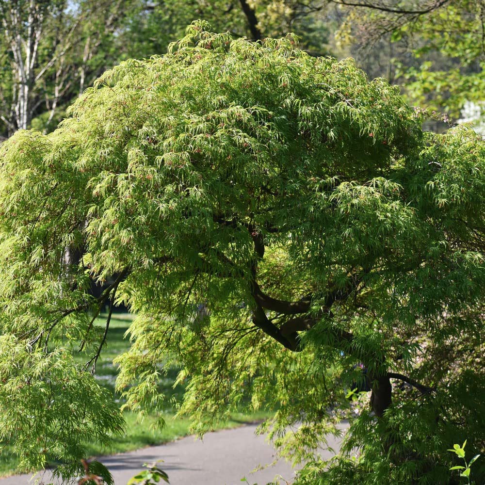 Thompson and Morgan Acer Palmatum Sango-kaku Plant Pot 10.5cm Image 2