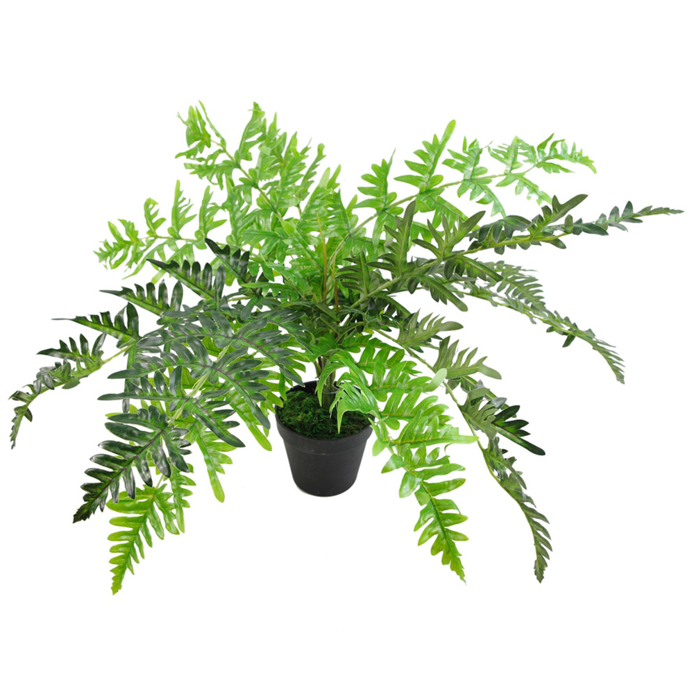 Leaf Large Fern Plant in Pot 50cm Image 2
