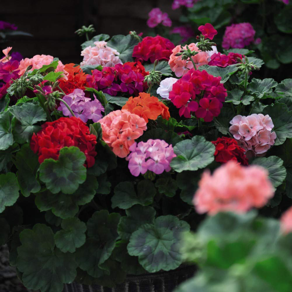 Thompson and Morgan Geranium Zonal JackPot Mixed Plant Plug 24 Pack Image 4