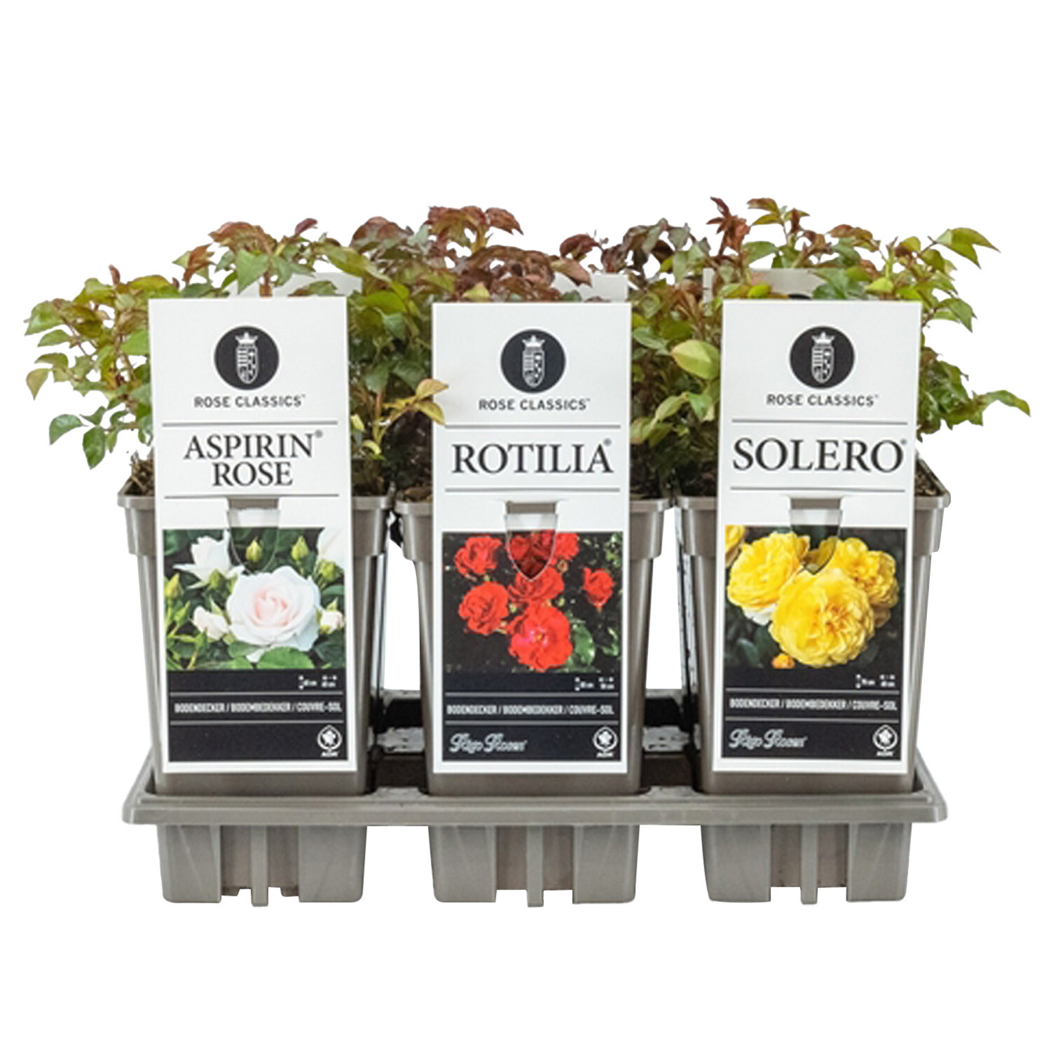 Rosa Polyantha - Multicolour Image