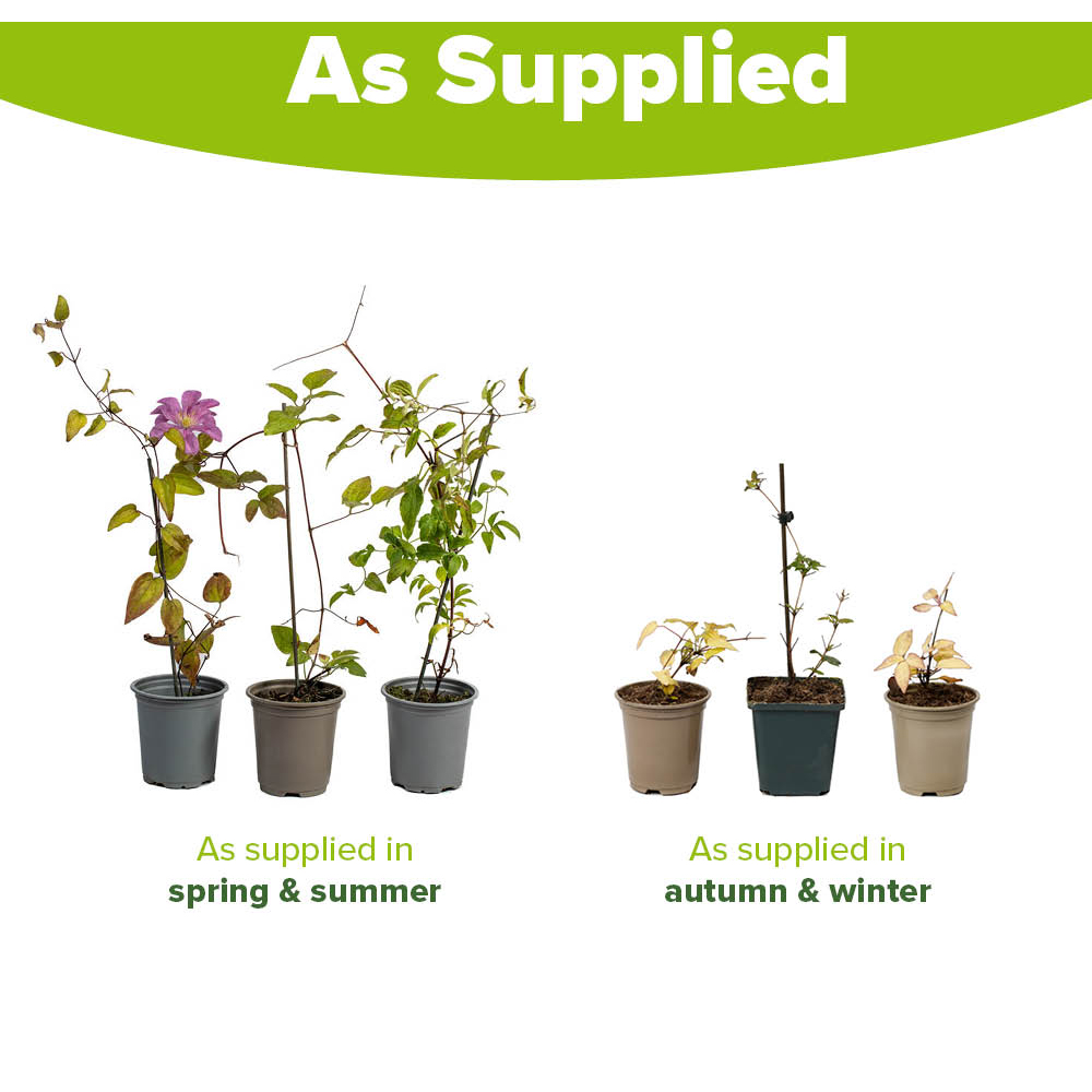 YouGarden Clematis Summer Collection Plant Pot 9cm 3 Pack Image 5