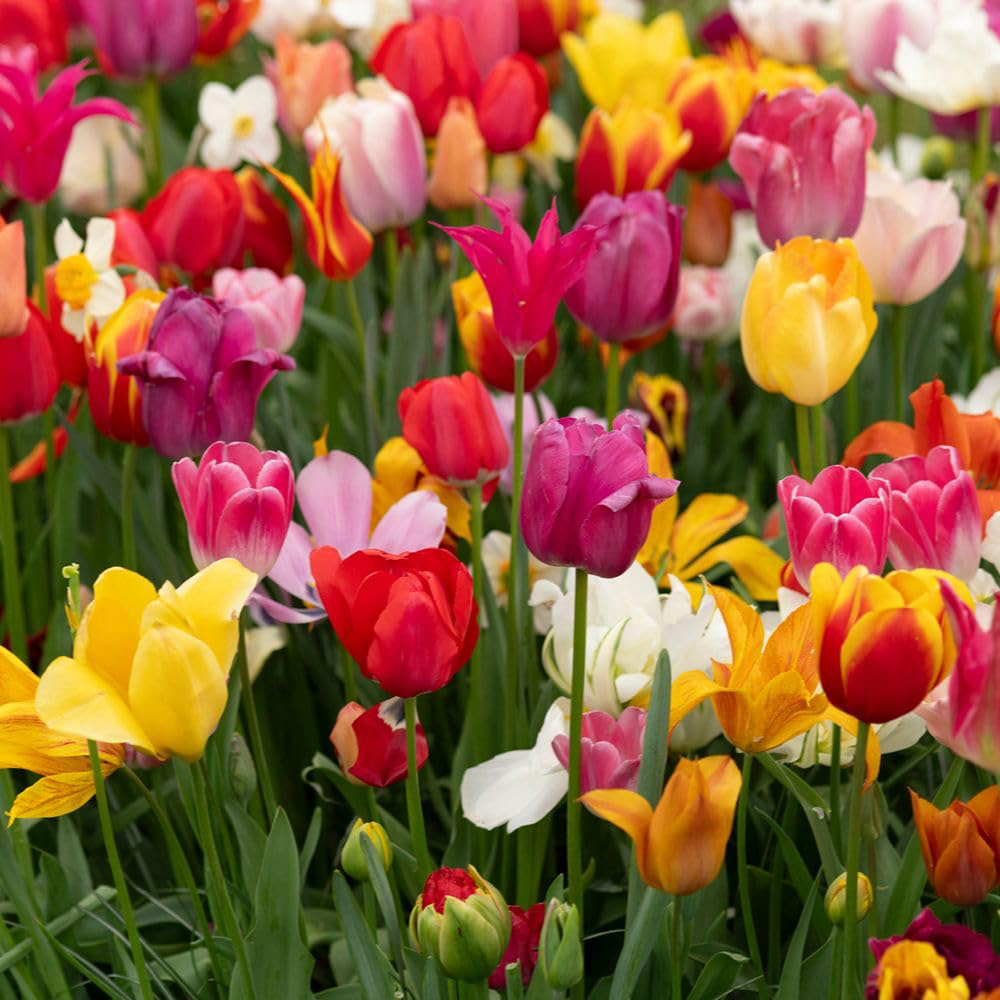 Thompson and Morgan Nurserymans Choice Tulip Planting Bulb 8 Pack Image 6