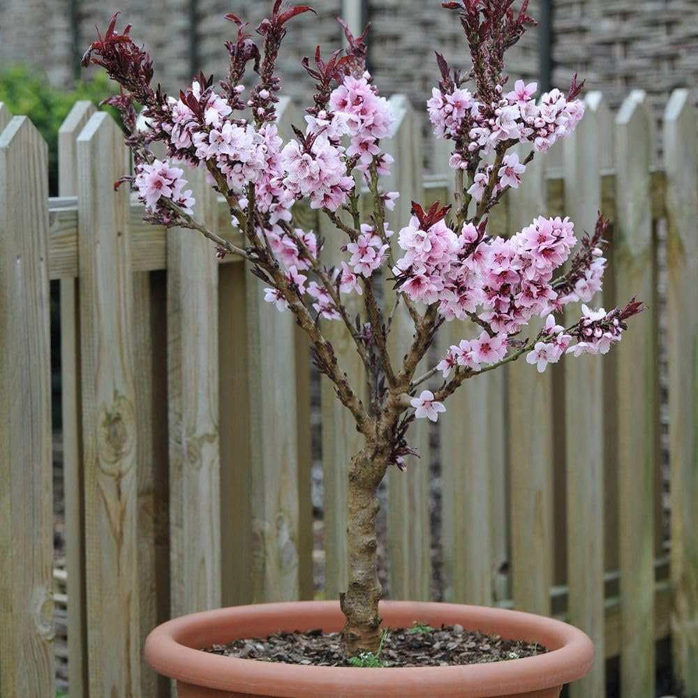 Thompson and Morgan Peach Prunus Persica 5L 2 Pack Image 2