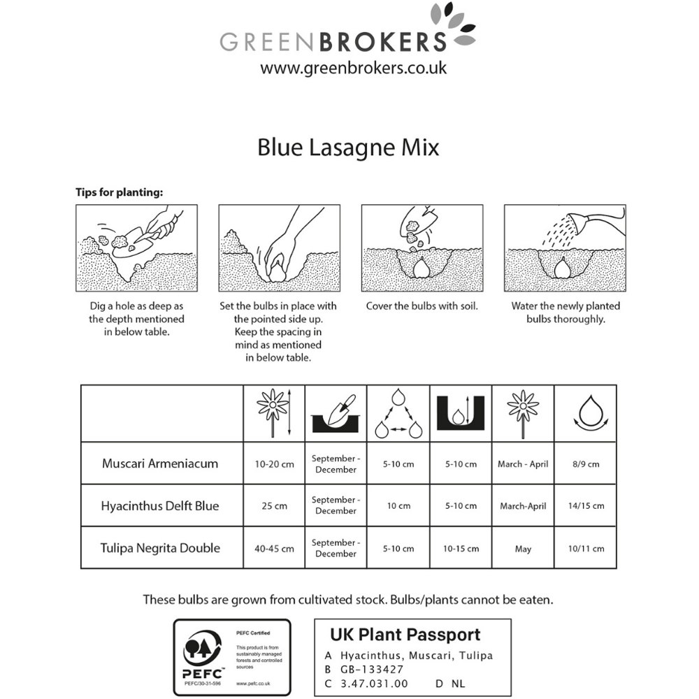 GreenBrokers Blue Lasagne Bee Friendly Mixed Spring Flower Planting Bulb 30 Pack Image 3