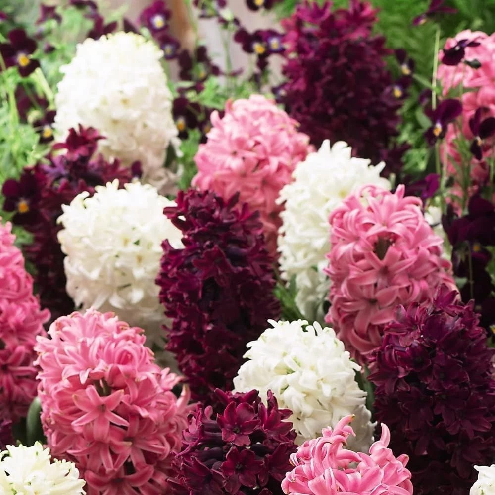 Thompson and Morgan Hyacinth Pretty in Pink Autumn Planting Bulb 8 Pack Image 5