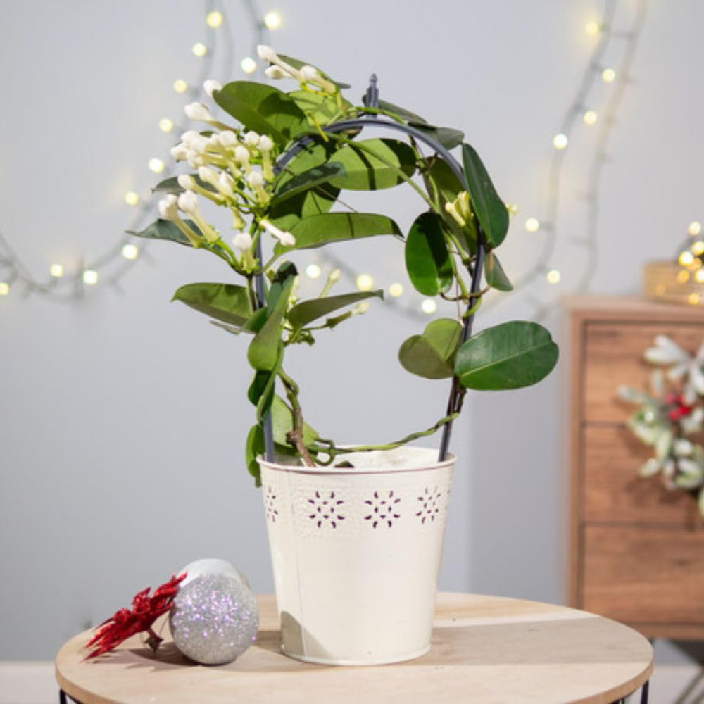 Thompson and Morgan Christmas Gift Stephanotis Floribunda Plant in Zinc Cachepot 12cm 2 Pack Image 6