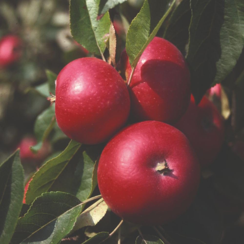 Thompson and Morgan Apple Malus Discovery M9 Patio Tree Pot 4L 2 Pack Image 2