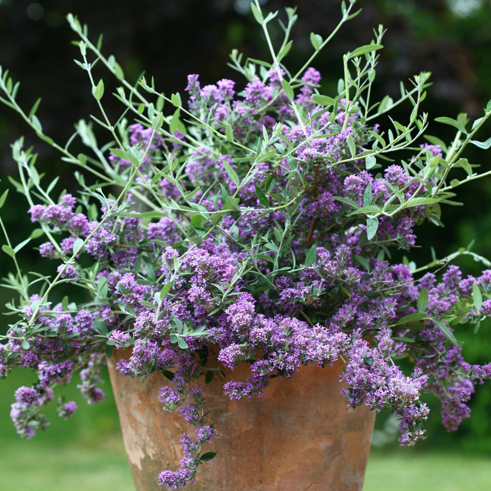 Thompson and Morgan Buddleja Alternifolia Unique Plant Pot 3.6L Image 3