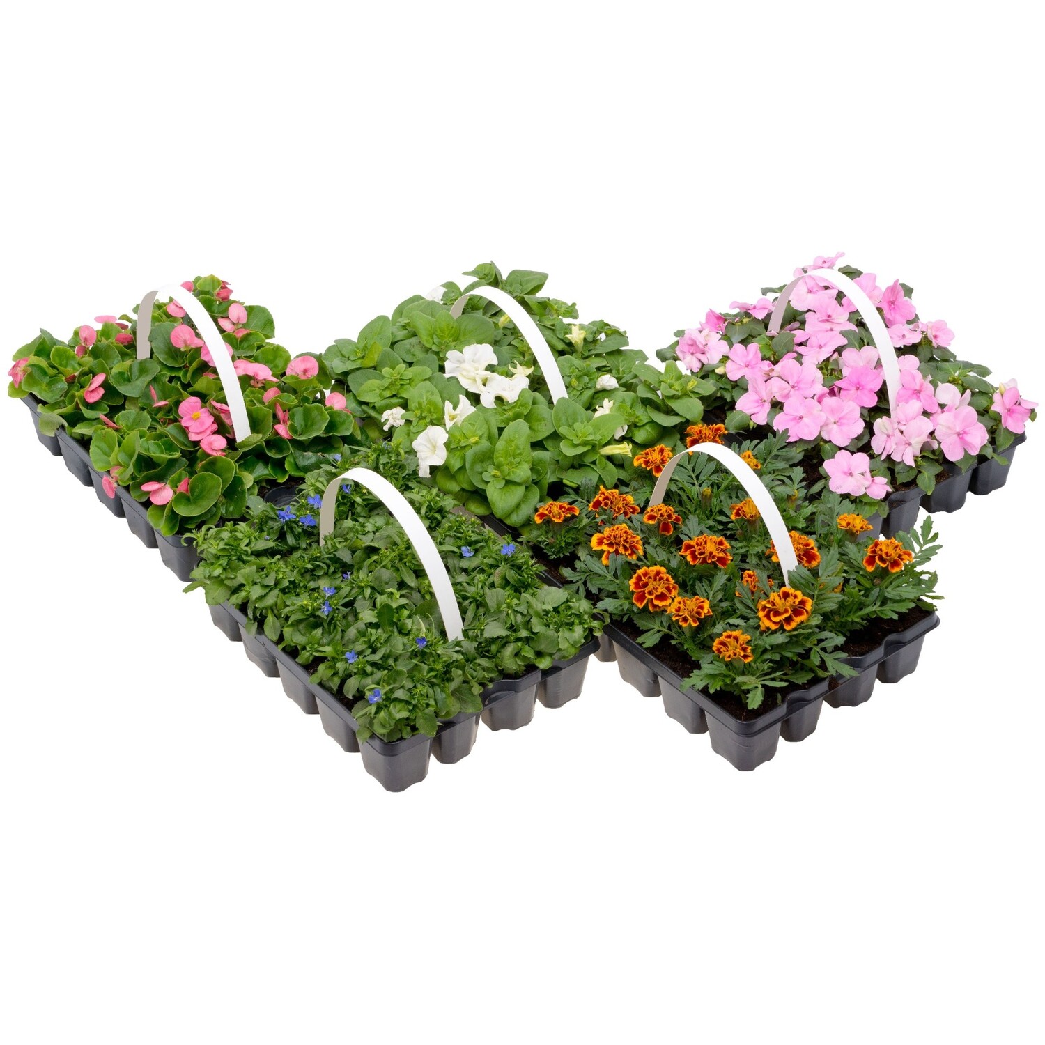 Pack of 20 Viola Cornuta and Pansy Bedding Plants Image 2