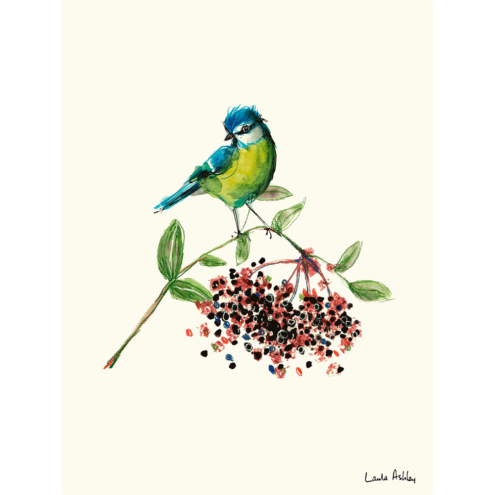 Laura Ashley Blue Tit Bird Wooden Frame Wall Art 40 x 50cm Image 4