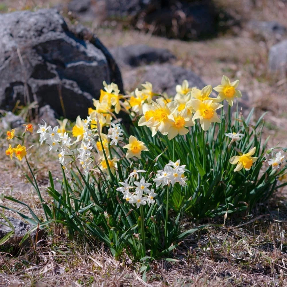 Thompson and Morgan Daffodil Rockgarden Mixed Spring Planting Bulb 40 Pack Image 3