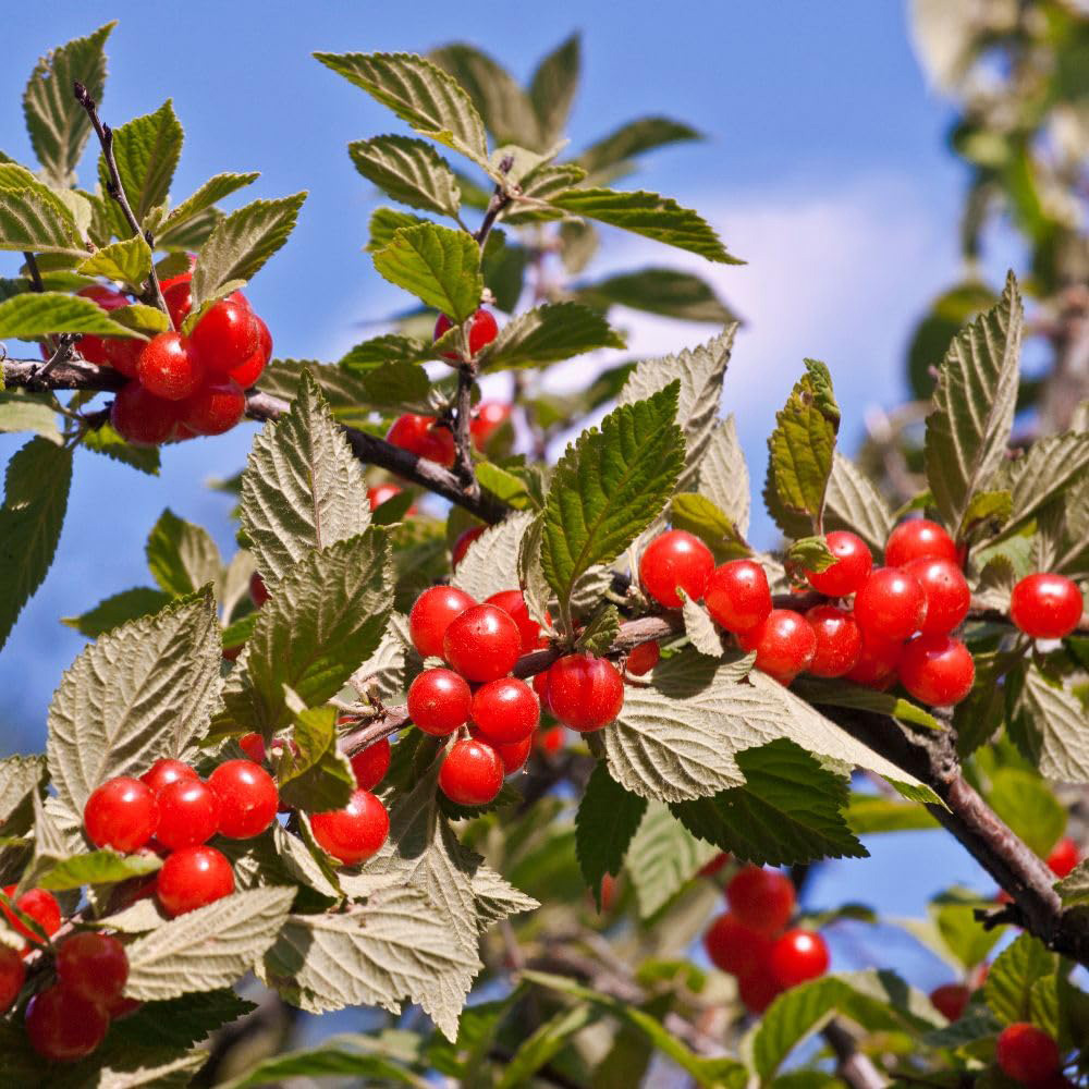 Thompson and Morgan Prunus Tomentosa Plant in Pot 10L Image 2
