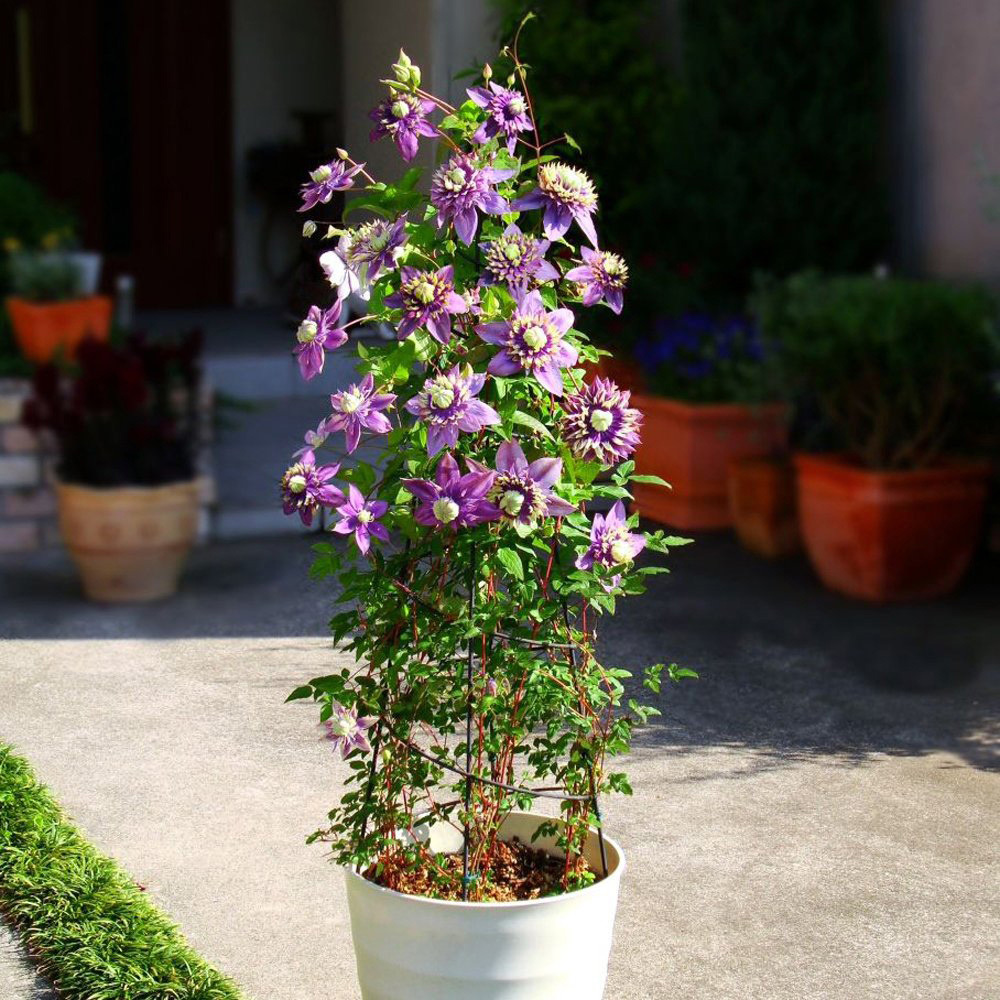 Thompson and Morgan Clematis Florida Taiga Plant Pot 11cm Image 3