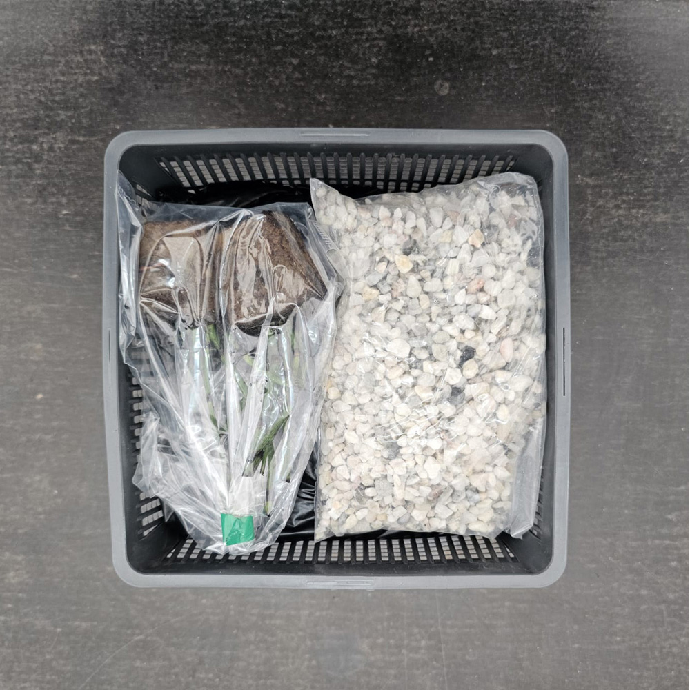 Thompson & Morgan Water Lily Trio Pond Basket Planting Kit Image 5