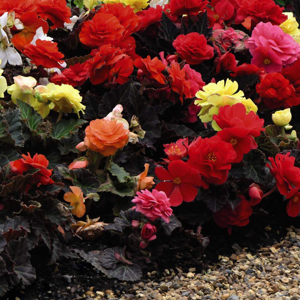 Thompson and Morgan Begonia Nonstop Mocca Mixed Garden Ready Plant 30 Pack Image 2