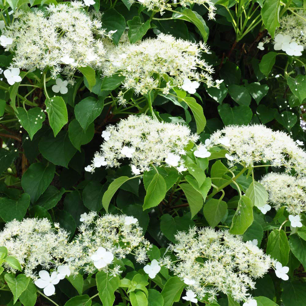 Thompson and Morgan Hydrangea Anomala Petiolaris Plant Pot 9cm Image 3