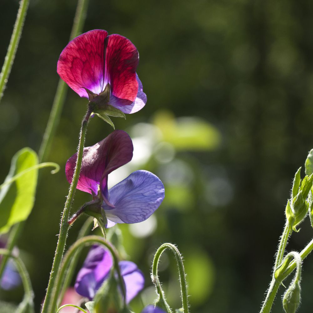 Thompson and Morgan Sweet Pea Matucana Cupani Premium Multisown Plug 6 Pack Image 1