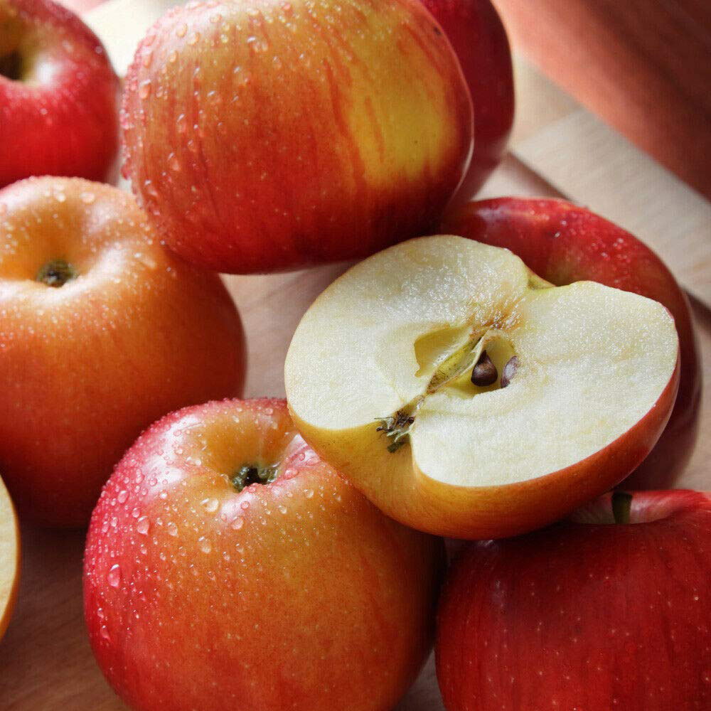 Thompson and Morgan Apple Malus Braeburn Patio Standard M9 Plant Pot 5L Image 3