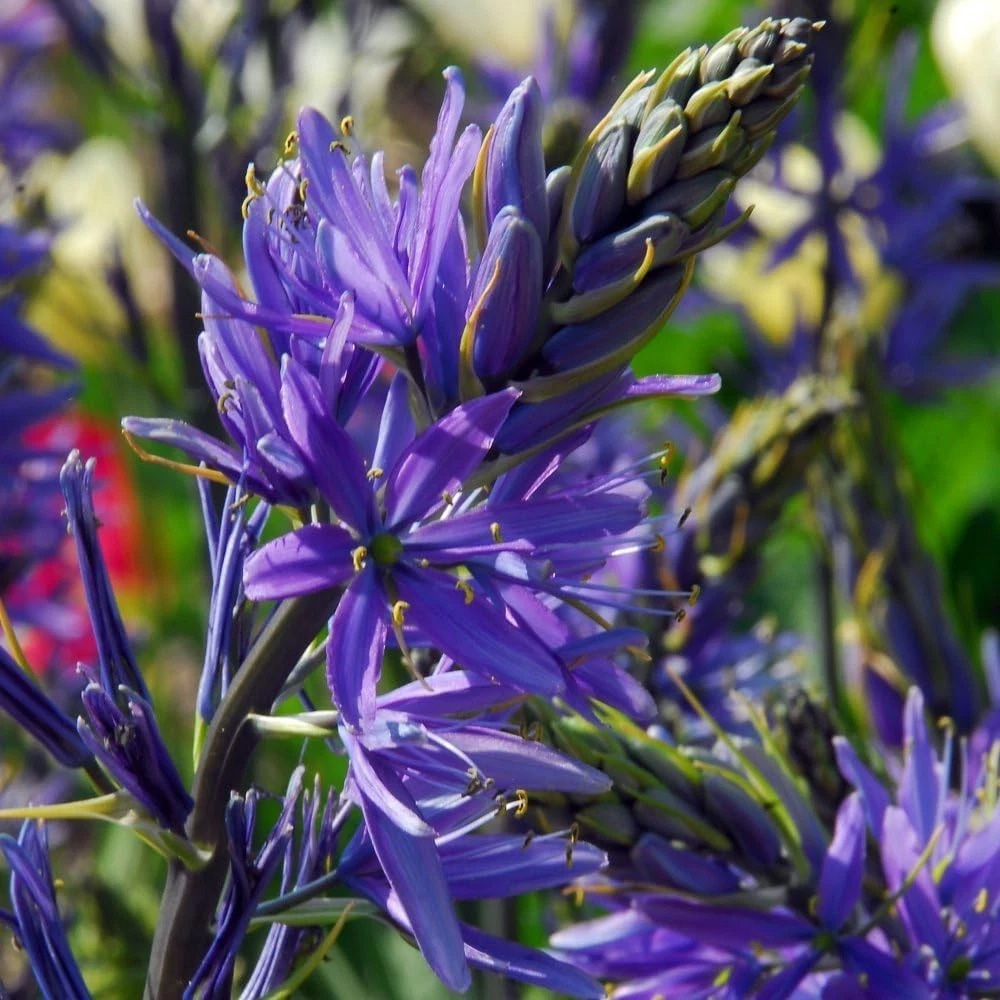 Thompson and Morgan Camassia Leichtlinii Caerulea Planting Bulb 6 Pack Image 4
