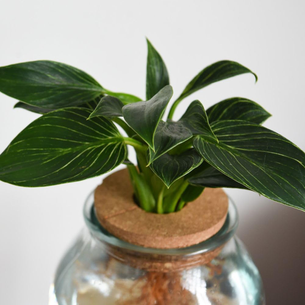 Thompson and Morgan Spathiphyllum Diamond Plant in Glass Vase with Light Up Base Image 2