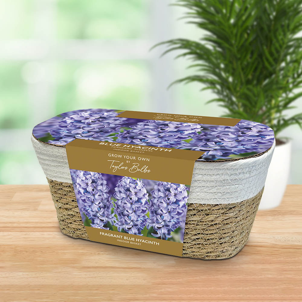 Taylors Grow Your Own Blue Hyacinth and Wicker Basket Gift Set Image 2
