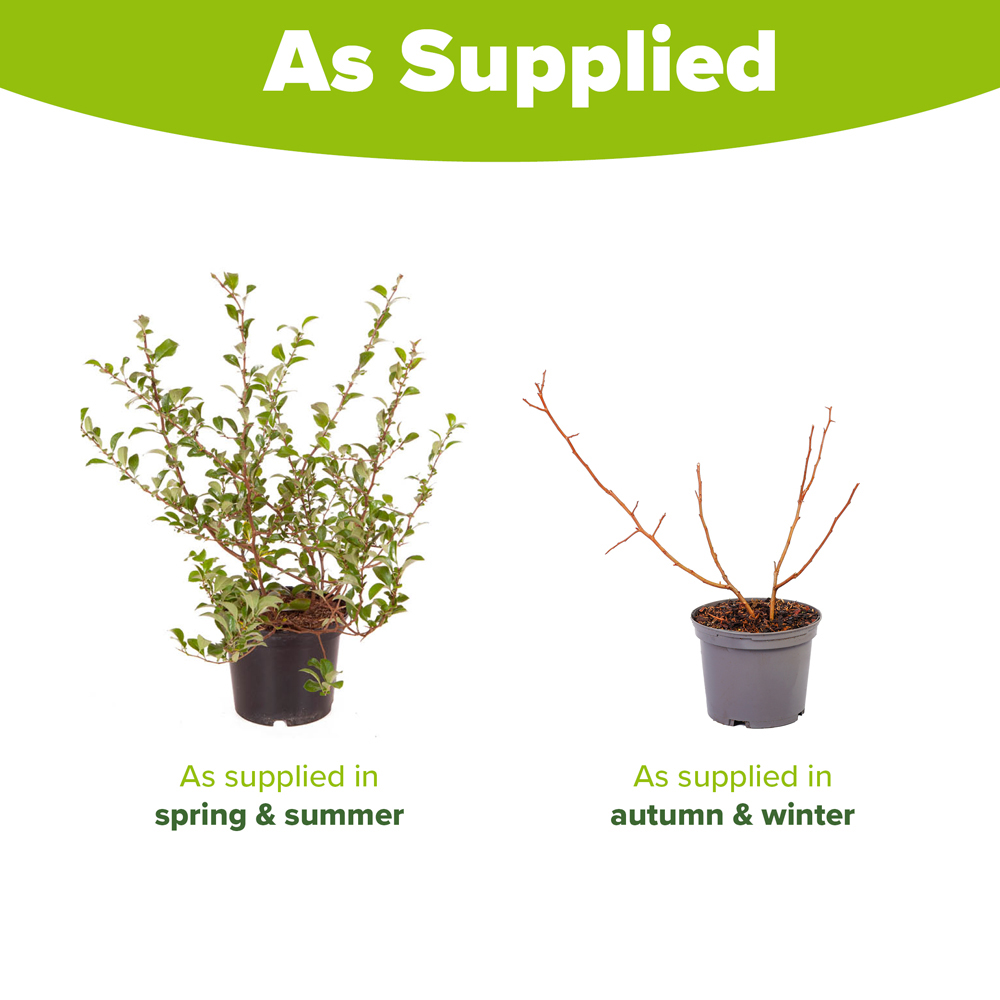 YouGarden Japanese Quince Chaenomeles Superba Orange Trail Plant Pot 2L Image 3