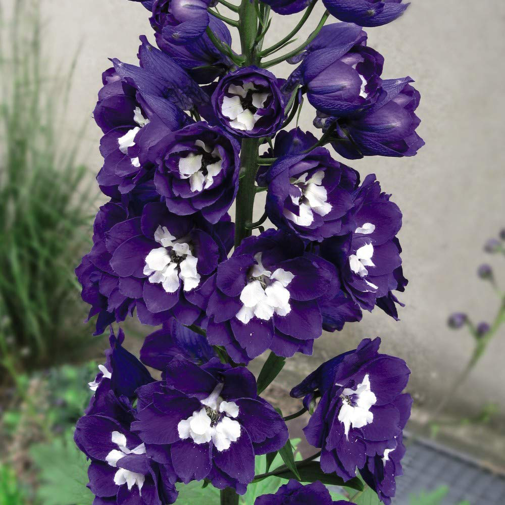 Thompson and Morgan Delphinium Dark Blue and White Bee Plant Plug 72 Pack Image 3