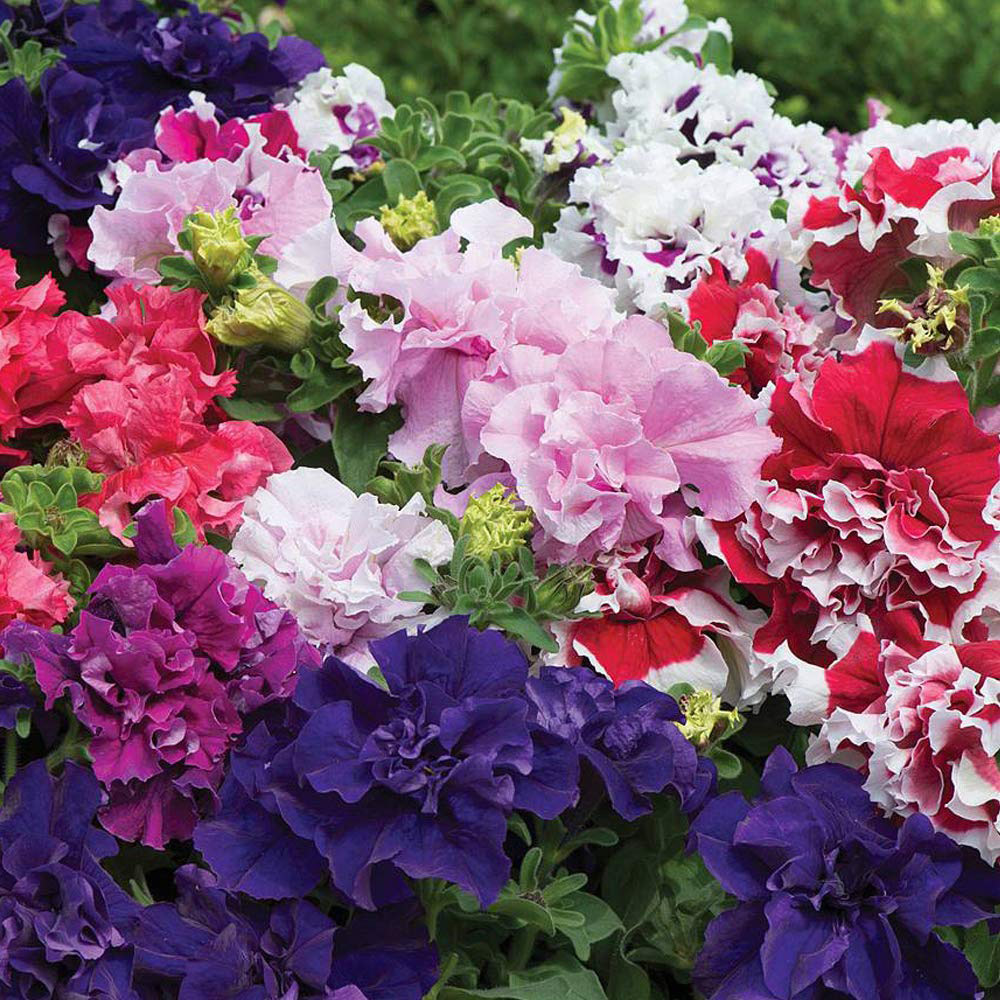 Thompson and Morgan Petunia Double Orchid Flowered Garden Ready Plant 30 Pack Image 1