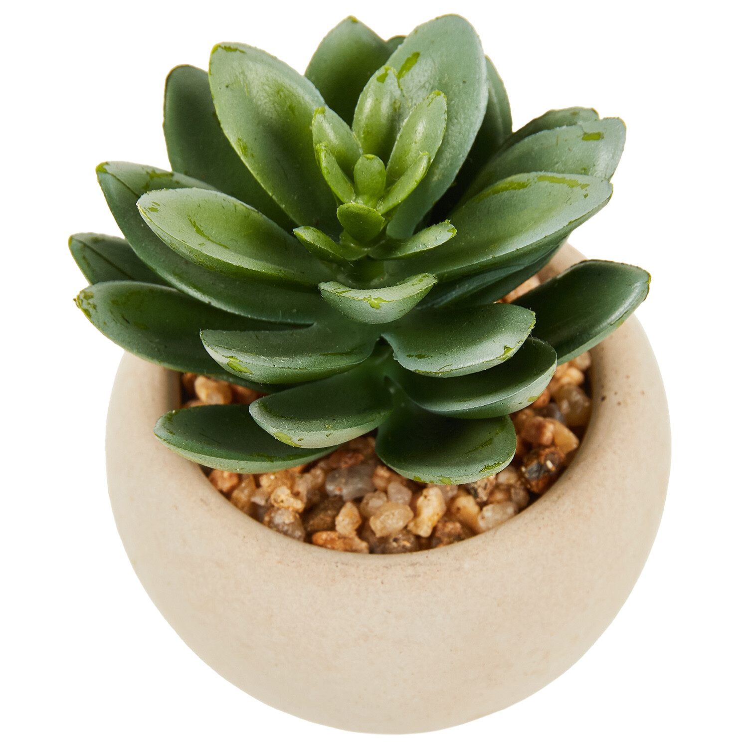 Mini Succulent in Pot - Green and Cream Image 17