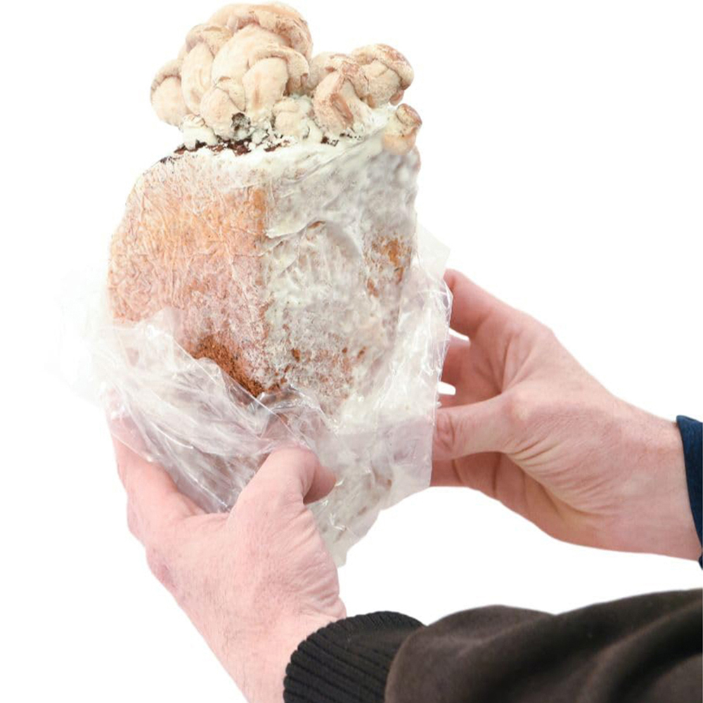 Thompson and Morgan Gift White Button Mushroom Prepack Windowsill Kit 3L Image 2