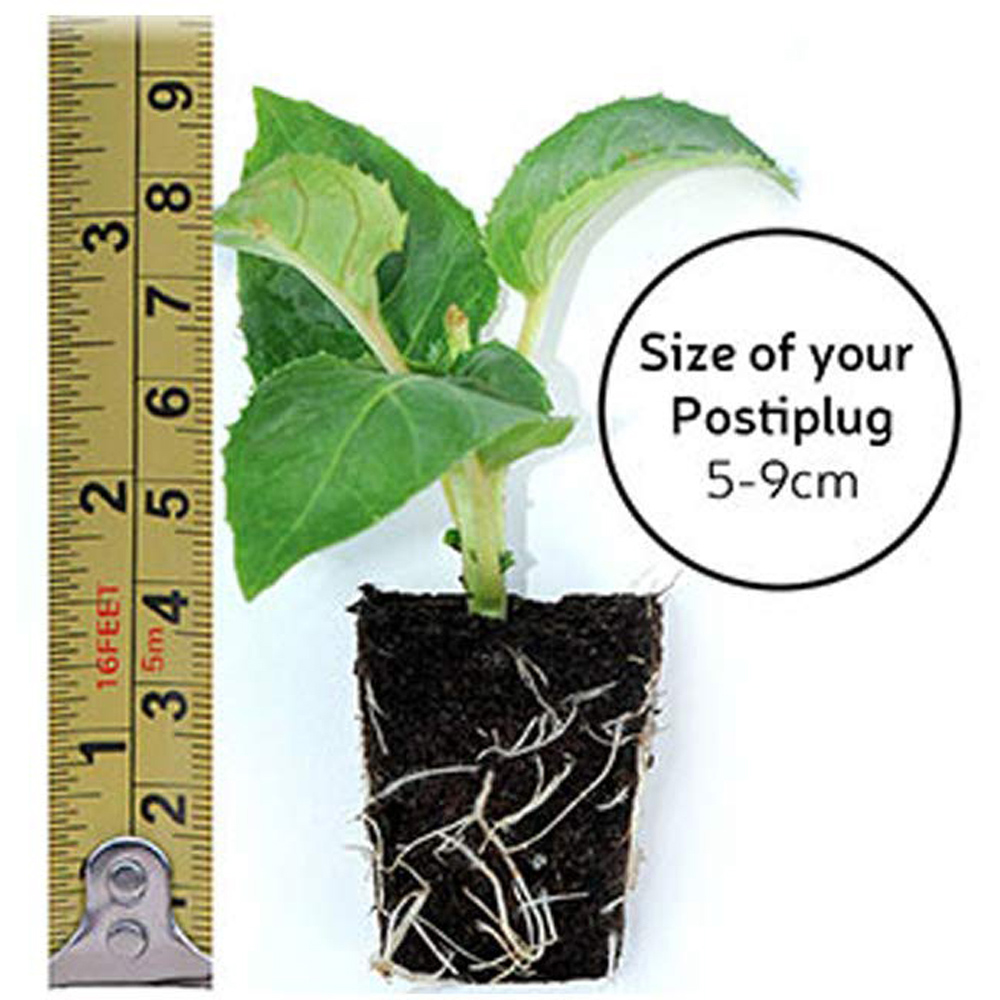 Thompson and Morgan Fuchsia Giant Flowered Collection Postiplugs 20 Pack Image 8