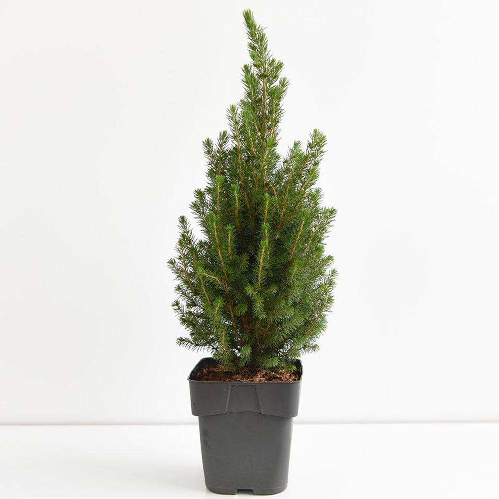 Thompson and Morgan Picea Perfecta Plant Pot 5L Image 2