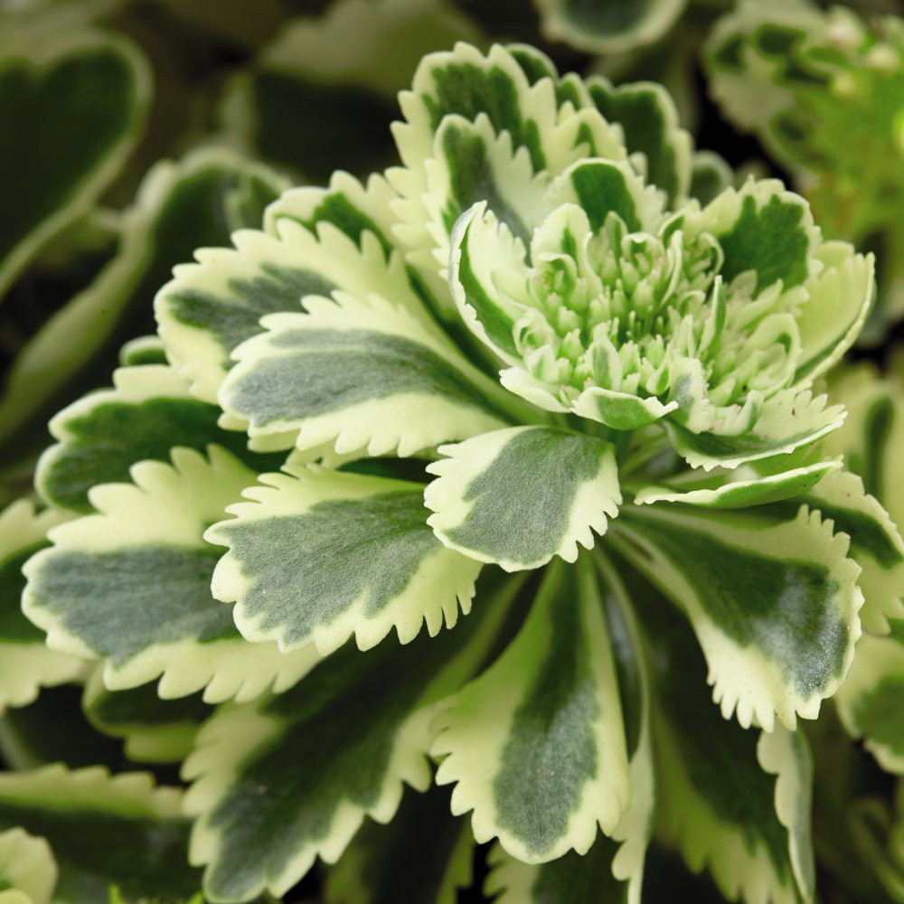 Thompson and Morgan Sedum Atlantis Potted Plant 9cm 3 Pack Image 5