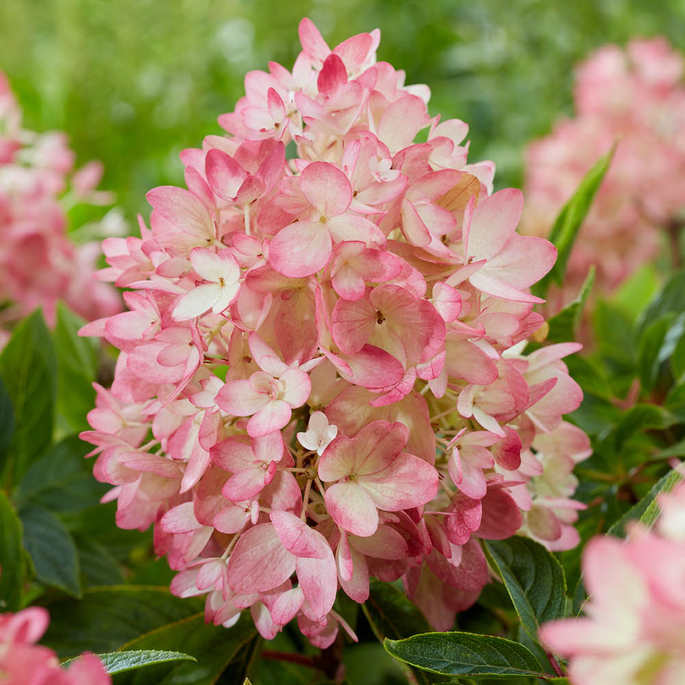 YouGarden Hydrangea Groundbreaker Blush Plant in Pot 14cm 3 Pack Image 2