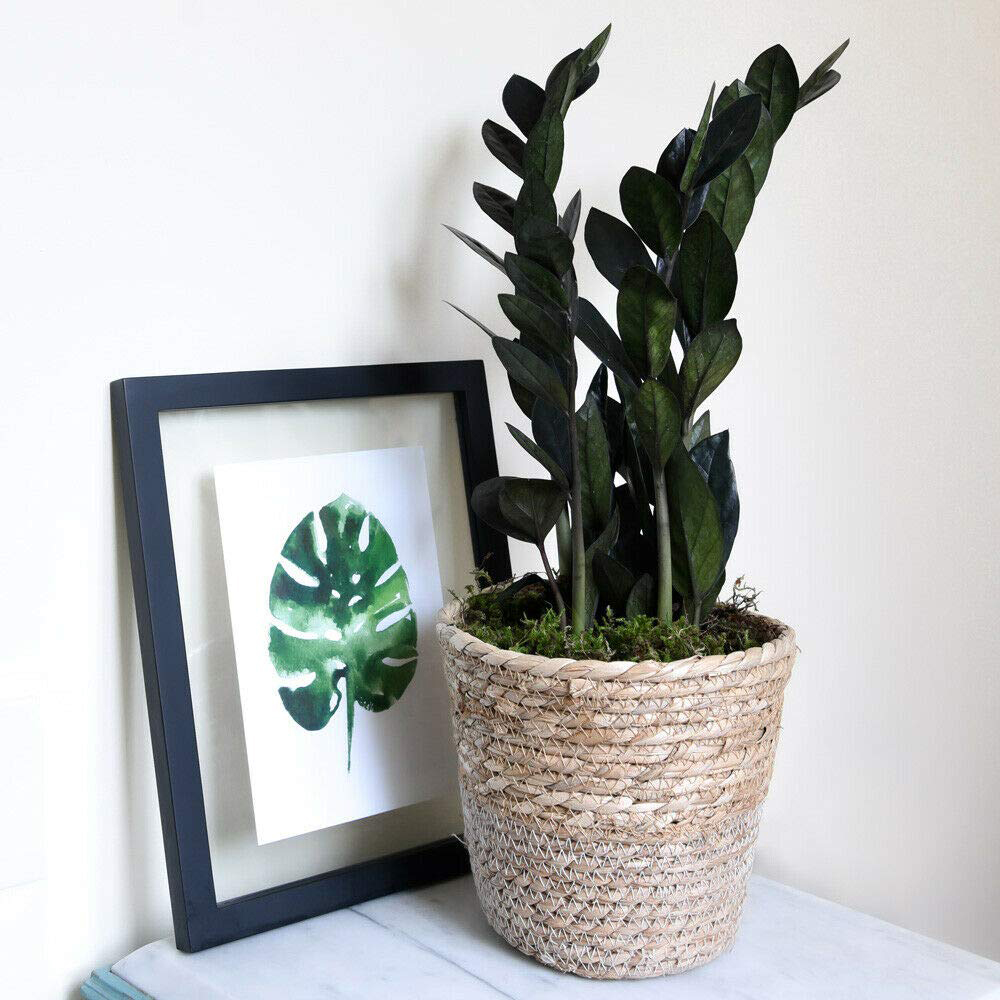 Thompson and Morgan Zamioculcas Raven Black Plant in Pot 14cm Image 4