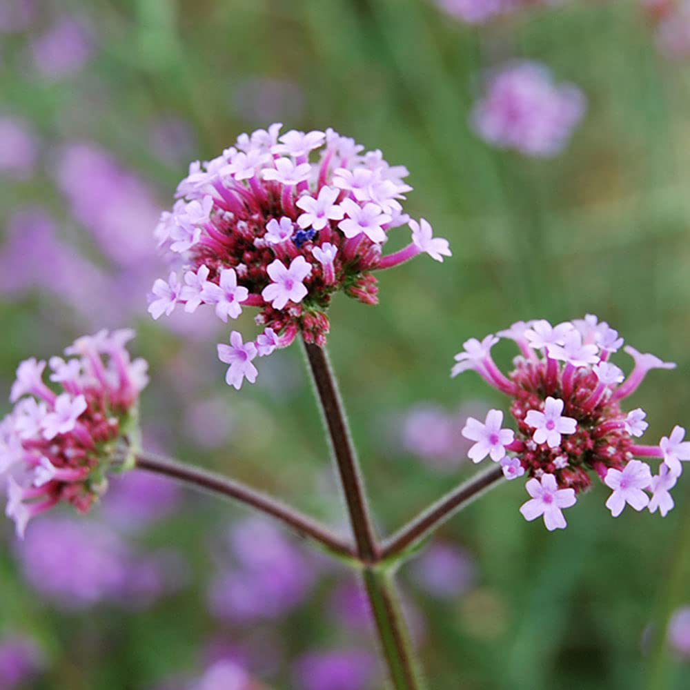 Thompson and Morgan Verbena Bonariensis Garden Ready Plant 30 Pack Image 5