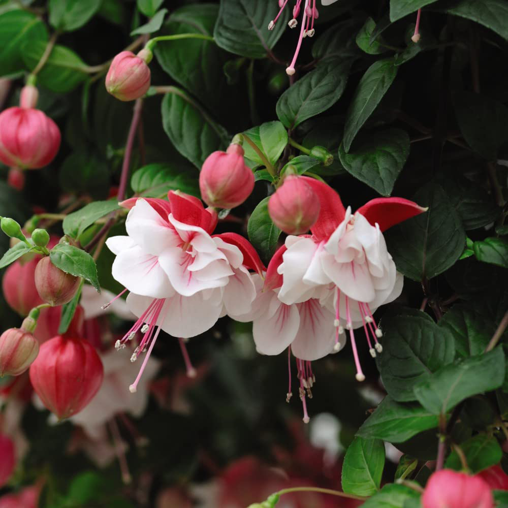 Thompson and Morgan Fuchsia Giant Flowered Collection Postiplugs 20 Pack Image 5