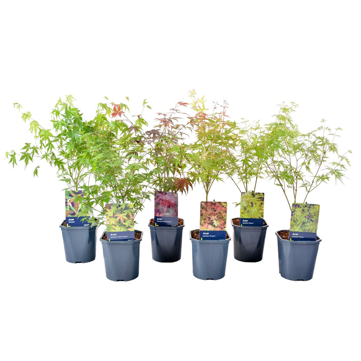 Acer Selection 14cm - Green Image