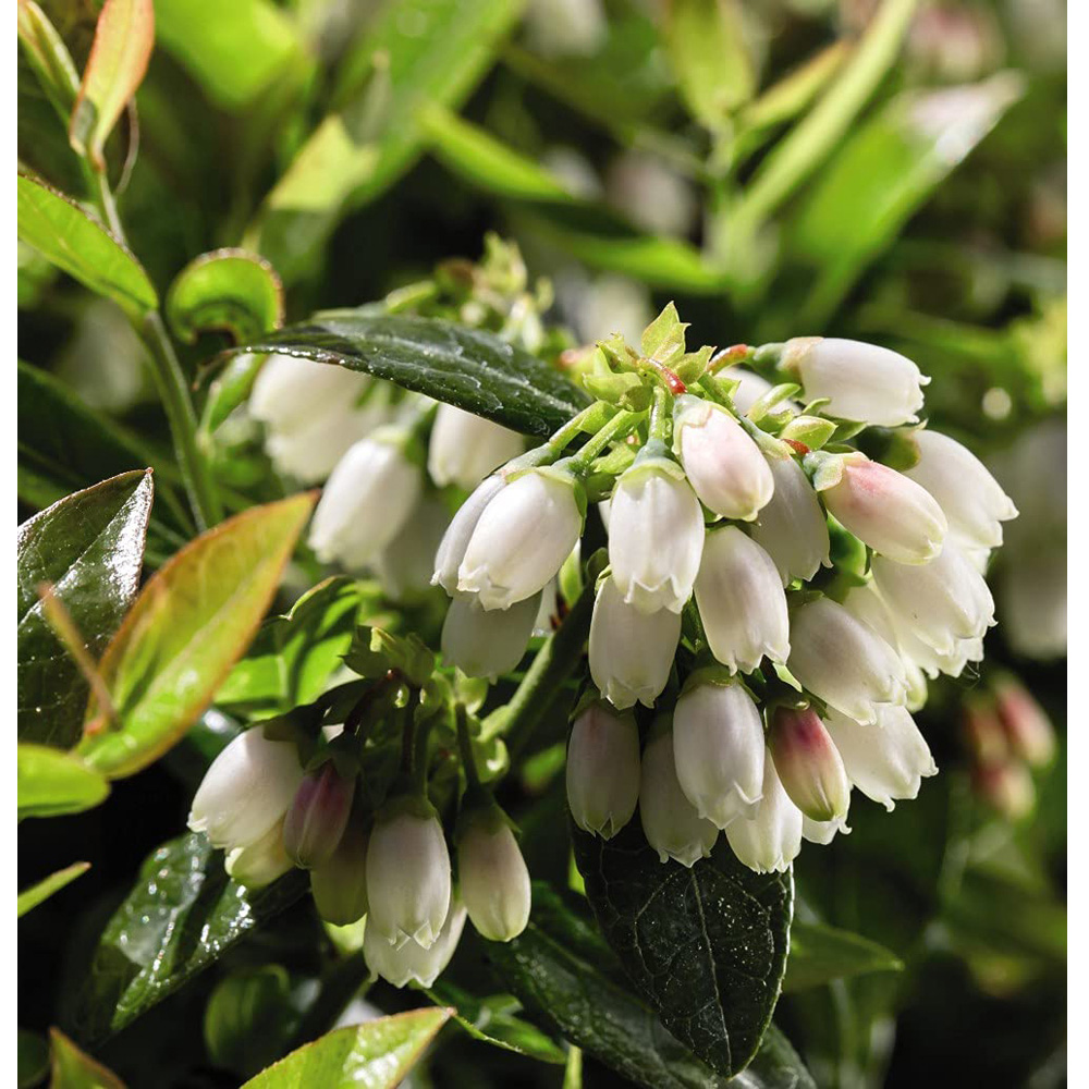 Thompson and Morgan Vaccinium Corymbosum Darrow Plant Pot 3L 2 Pack Image 3