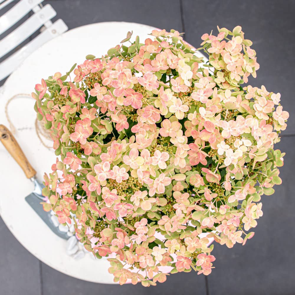 Thompson and Morgan Hydrangea Paniculata Polestar Ophelia Plant Pot 3L 2 Pack Image 3