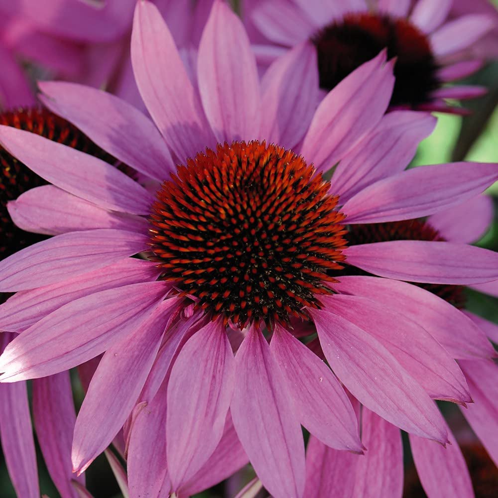 Thompson and Morgan Echinacea Cone Flower Nectar Pink Plant Plug 72 Pack Image 4