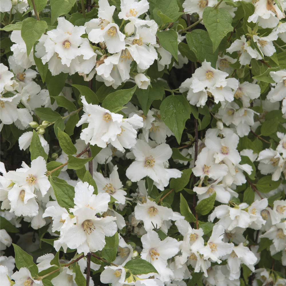 Thompson and Morgan Philadelphus Belle Etoile Plant Pot 9cm Image 2