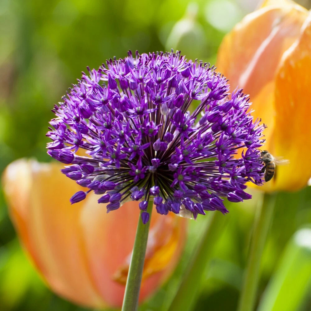 Thompson and Morgan Allium Purple Sensation Planting Bulb 32 Pack Image 5