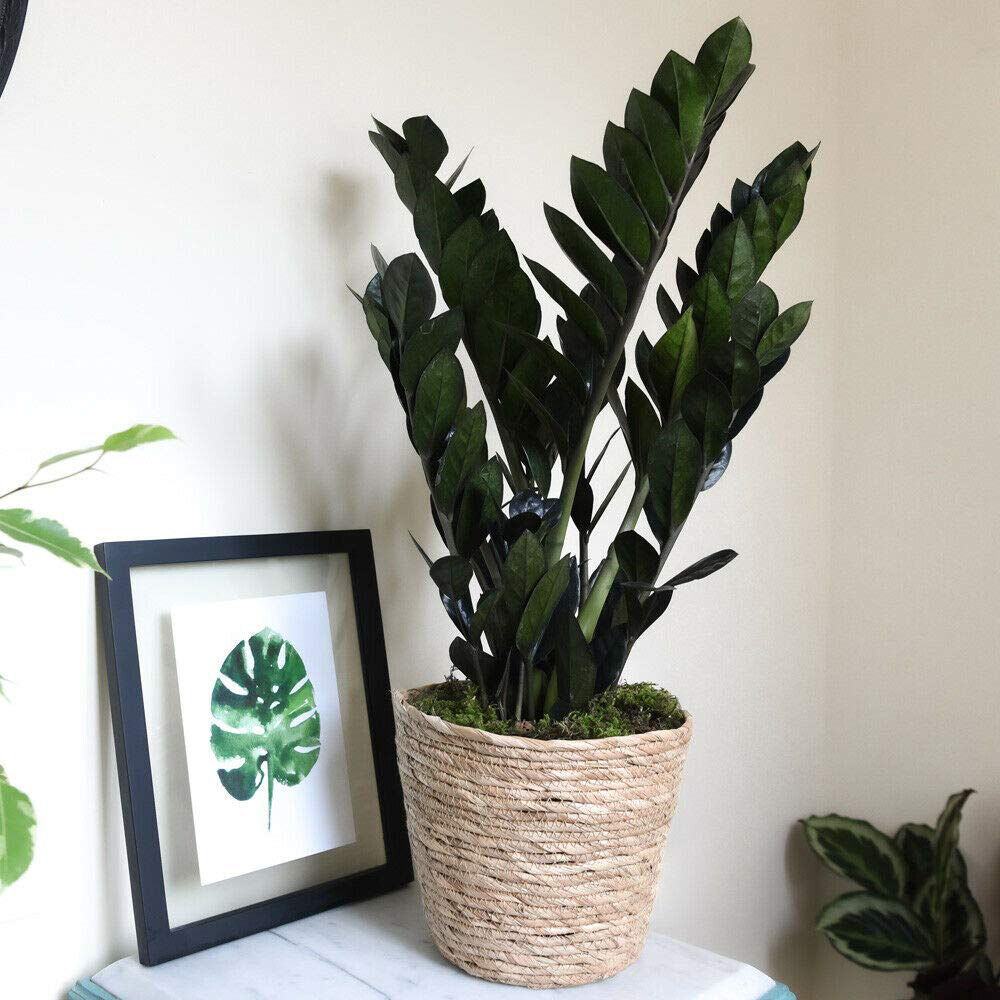 Thompson and Morgan Zamioculcas Raven Black Plant in Pot 14cm Image 5
