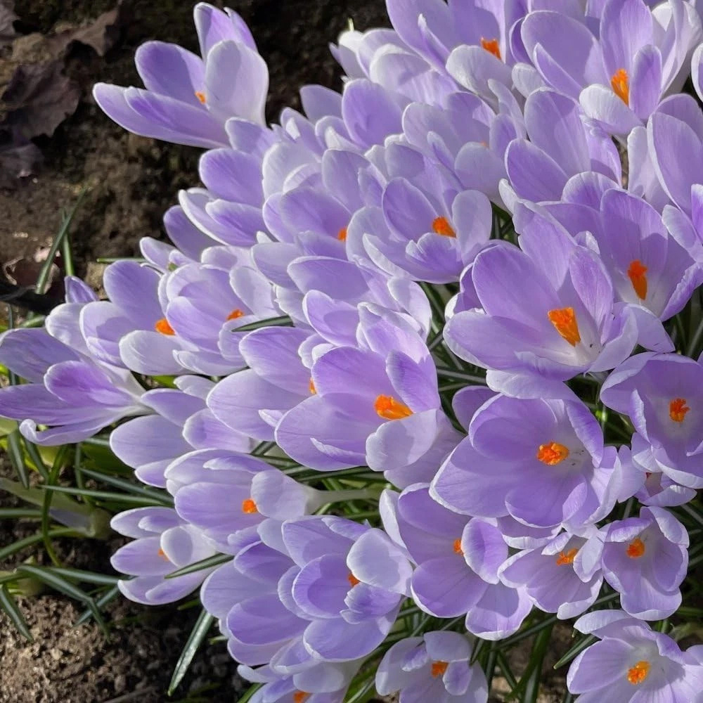 Thompson and Morgan Crocus Vanguard Planting Bulb 16 Pack Image 3
